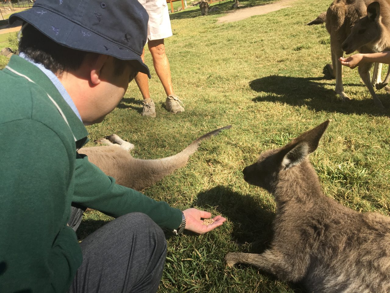 カンガルーに餌をやる今村